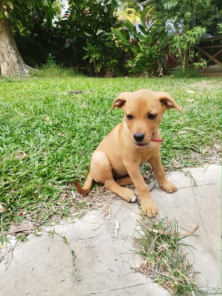 BUGGY la petite joyeuse