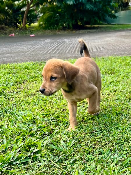Loki,  le plus câlin