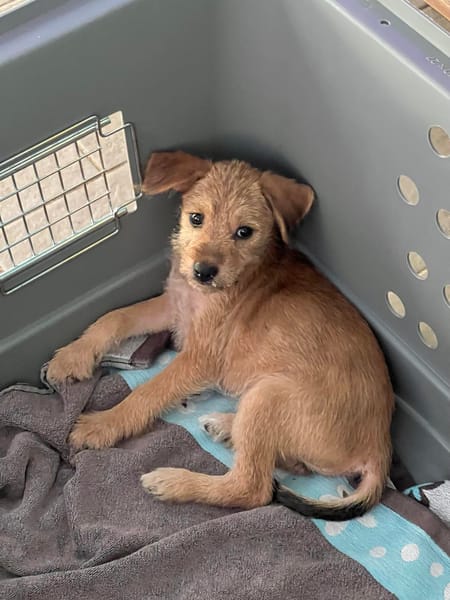 Noisette, je suis douce et câline