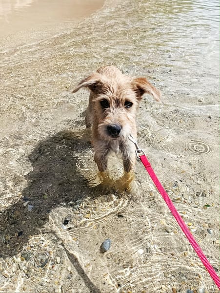 Noisette, je suis douce et câline