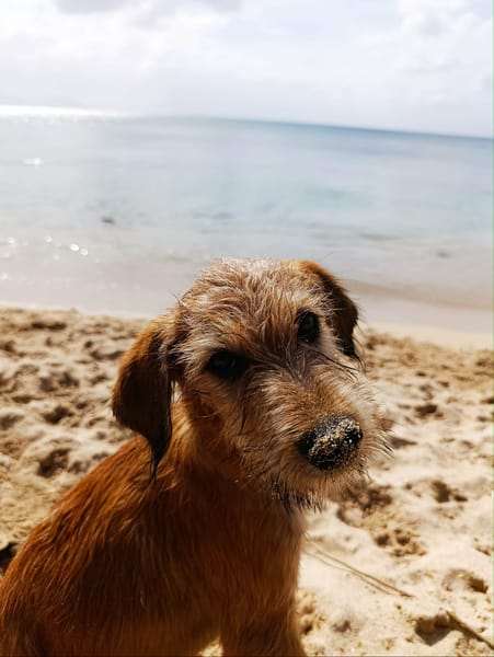 Youpi, bébé créole croisé griffon