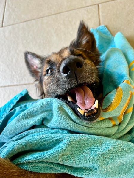 Bobby, 6ans, 1 an à l'adoption :'c