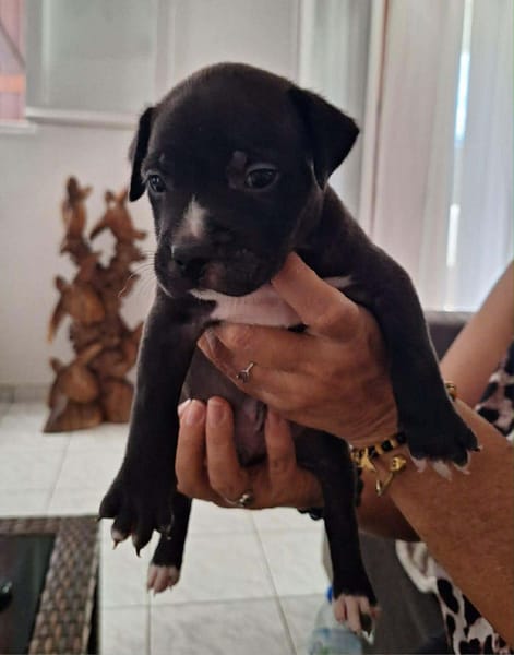 Snoopy l'heureux petit cane corso