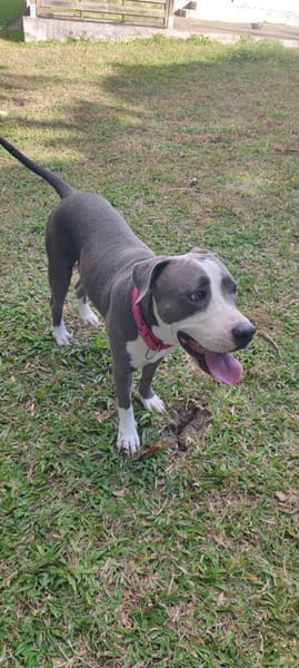 Xéna, femelle croisée Braque de Weimar, née le 25/04/2024 🐶