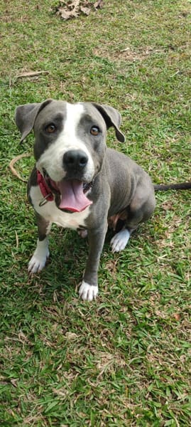 Xéna, femelle croisée Braque de Weimar, née le 25/04/2024 🐶