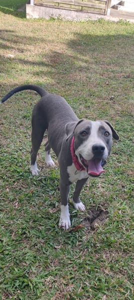 Xéna, femelle croisée Braque de Weimar, née le 25/04/2024 🐶