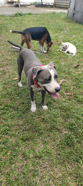 Xéna, femelle croisée Braque de Weimar, née le 25/04/2024 🐶