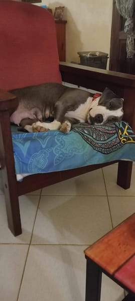 Xéna, femelle croisée Braque de Weimar, née le 25/04/2024 🐶