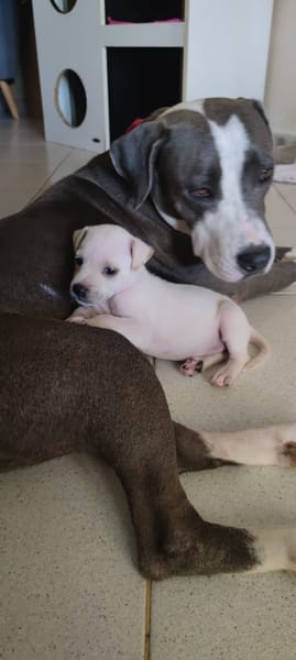 Xéna, femelle croisée Braque de Weimar, née le 25/04/2024 🐶