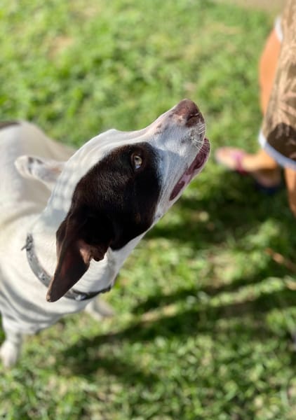 Neo, mâle croisé berger, né le 01/01/2025 🐶