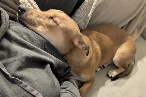 Bosko, mâle X berger né le 10/12/2024