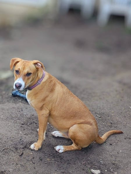Aéla, femelle croisée berger, née le 15/06/2025 🐶