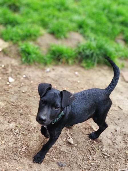 Stormy, mâle, berger créole, né le 15/11/2025