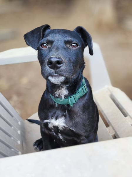 Stormy, mâle, berger créole, né le 15/11/2025
