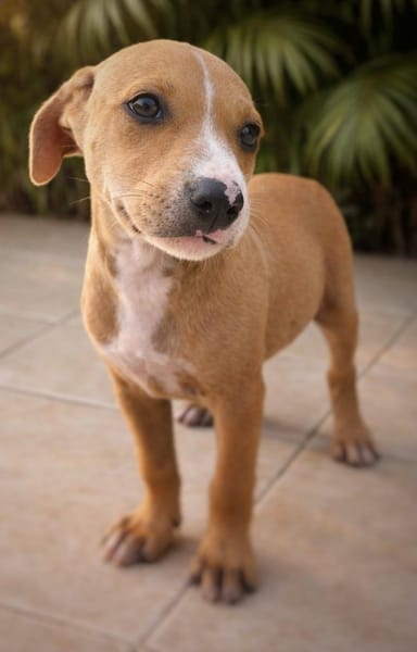 Nova, femelle, X Berger, née le 10/12/2025🐶