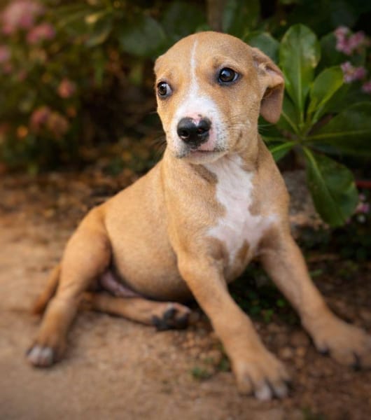 Nova, femelle, X Berger, née le 10/12/2025🐶