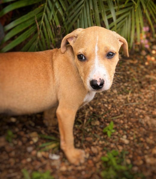 Nova, femelle, X Berger, née le 10/12/2025🐶