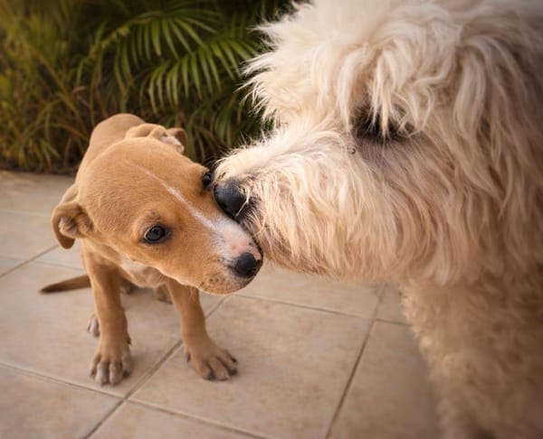 Nova, femelle, X Berger, née le 10/12/2025🐶