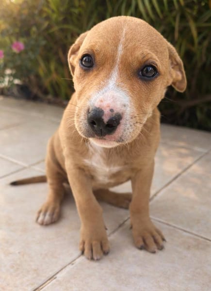 Nova, femelle, X Berger, née le 10/12/2025🐶