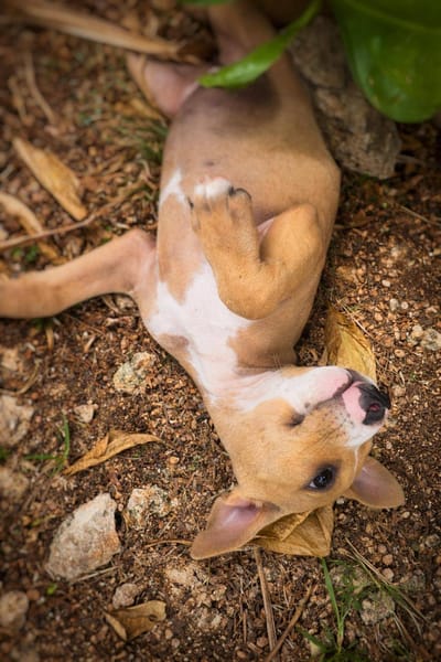 Nova, femelle, X Berger, née le 10/12/2025🐶