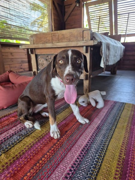 Kanel, Femelle, X Berger, née le 15/09/2025 🐶