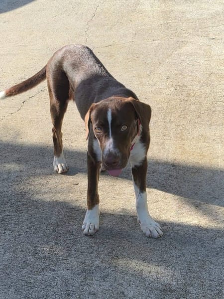 Kanel, Femelle, X Berger, née le 15/09/2025 🐶