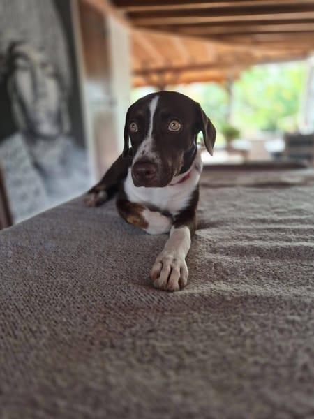 Kanel, Femelle, X Berger, née le 15/09/2025 🐶