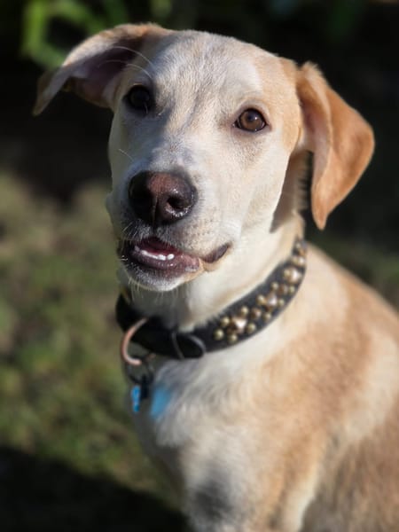 Grenache, mâle X berger, né le 14/07/2025 🐶