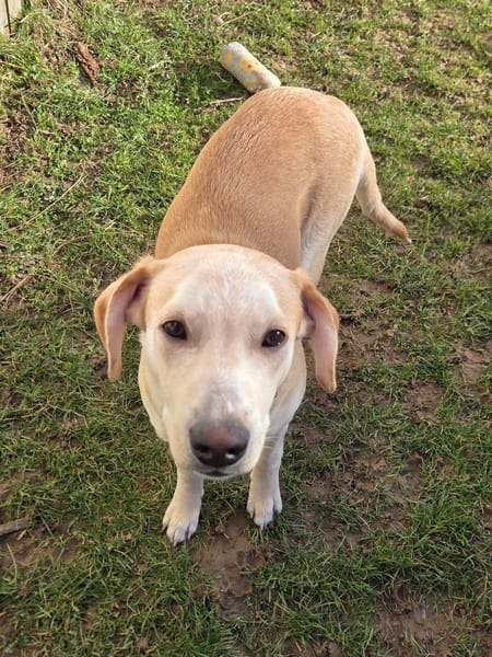 Grenache, mâle X berger, né le 14/07/2025 🐶