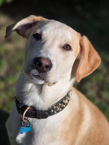 Grenache, mâle X berger, né le 14/07/2025 🐶