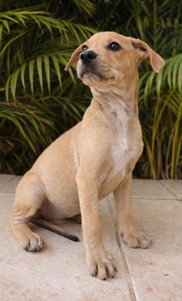 Bath, femelle, X Berger, née le 10/12/2025🐶