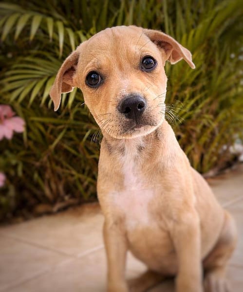 Bath, femelle, X Berger, née le 10/12/2025🐶