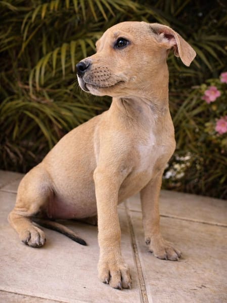 Bath, femelle, X Berger, née le 10/12/2025🐶