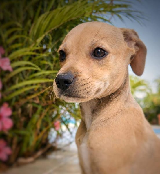 Bath, femelle, X Berger, née le 10/12/2025🐶