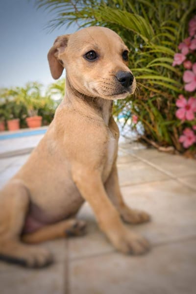 Bath, femelle, X Berger, née le 10/12/2025🐶