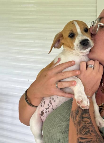 Apache, mâle croisé berger créole, né le 28/11/2025 🤍