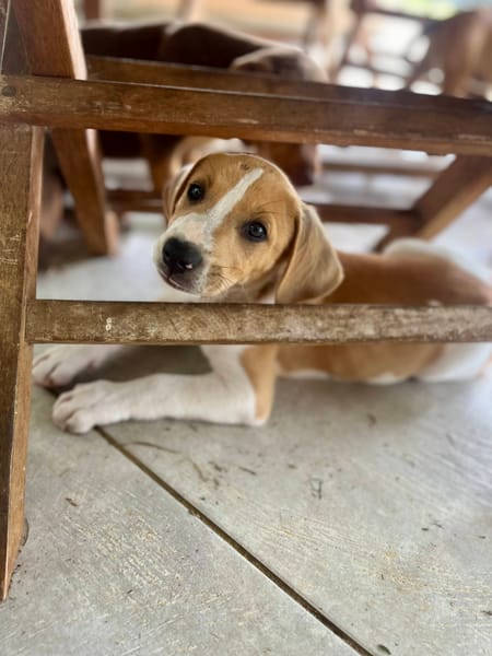 Apache, mâle croisé berger créole, né le 28/11/2025 🤍