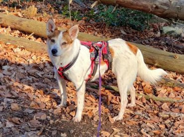 Melba ❤ möchte so gern Vertrauen fassen