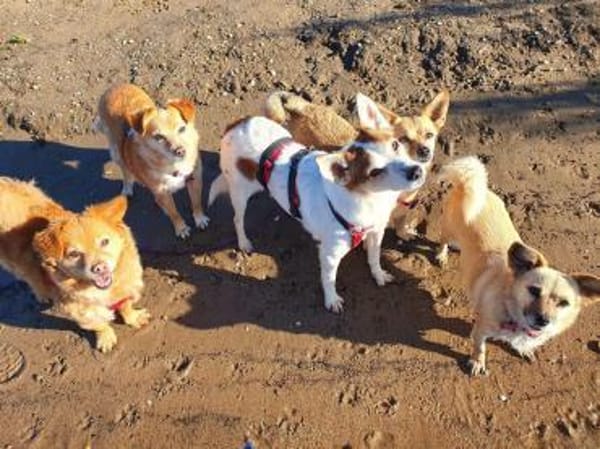 Melba ❤ möchte so gern Vertrauen fassen