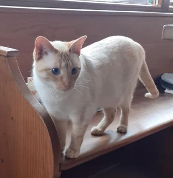 Lupita sucht als Einzelkatze mit Freigan