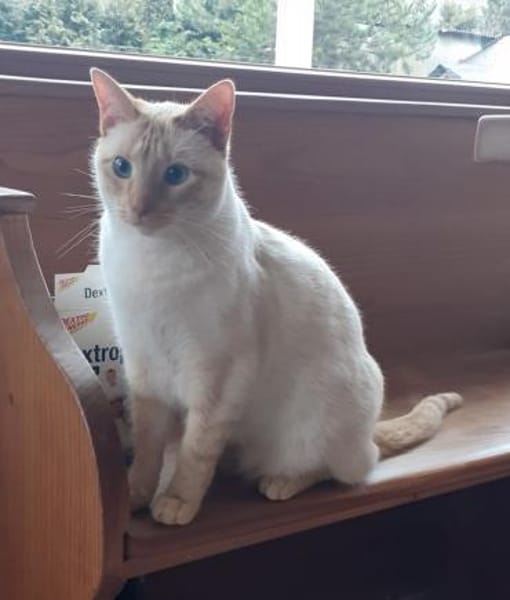 Lupita sucht als Einzelkatze mit Freigan