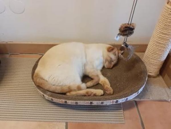 Lupita sucht als Einzelkatze mit Freigan