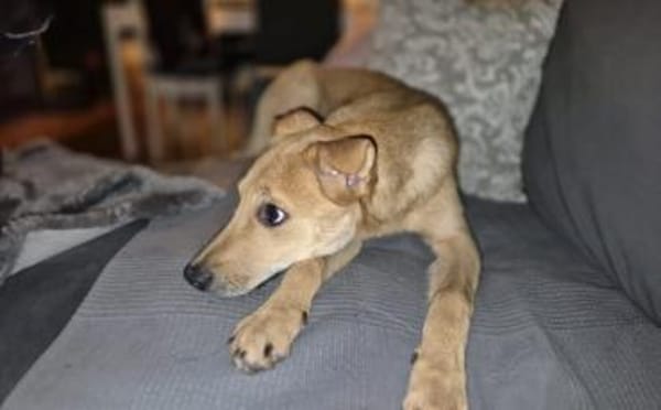 Carolin sucht ihr Zuhause