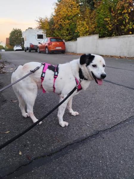 Carla Herzenshündin