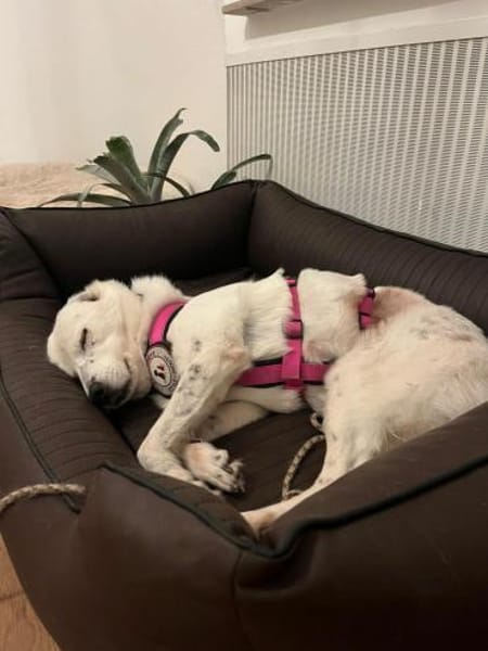 Carla Herzenshündin