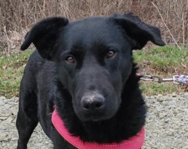 bezaubernde ASYA💖wartet in 36179 Bebra