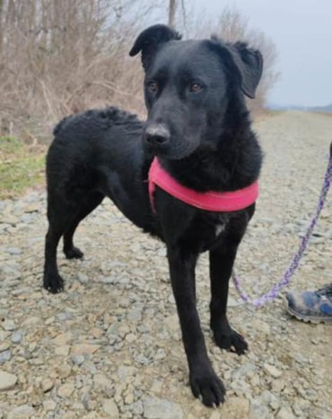 bezaubernde ASYA💖wartet in 36179 Bebra