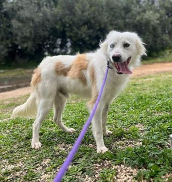 Pepe in der Tierherberge Donzdorf