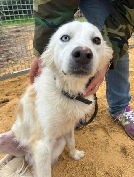 Pepe in der Tierherberge Donzdorf