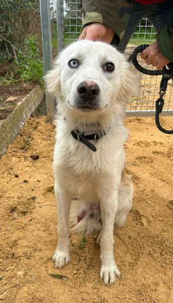 Pepe in der Tierherberge Donzdorf